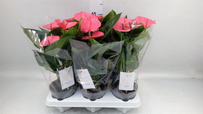 <h4>Anthurium andr. 'Sweet Dream'</h4>