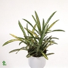 Codiaeum Goldfinger 12Ø 25cm 2ppi