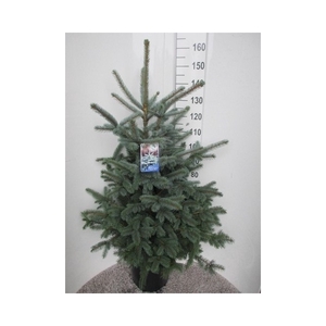 Picea pungens Super Blue 130-140 P36