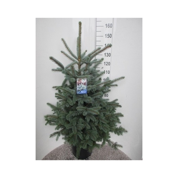 <h4>Picea pungens Super Blue 130-140 P36</h4>