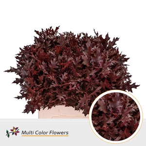 Eik Fijn (60 cm) Bordeaux