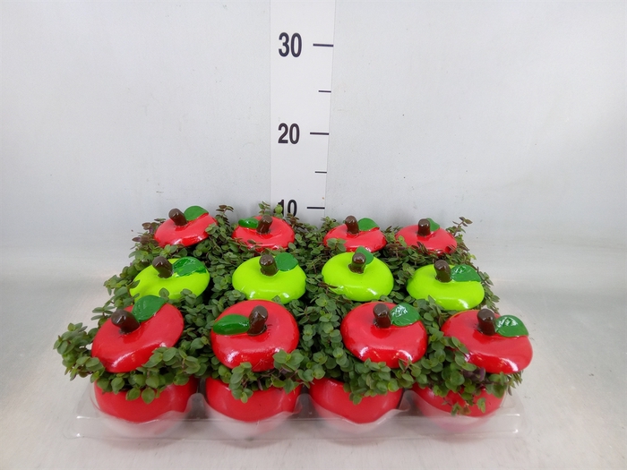 <h4>Arr.   Kamerplant Groen L%</h4>