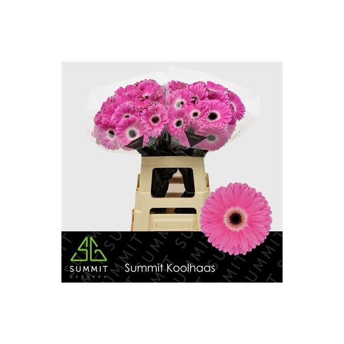 <h4>Ge Gr Dreamer</h4>