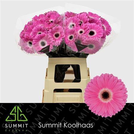 <h4>Ge Gr Dreamer</h4>