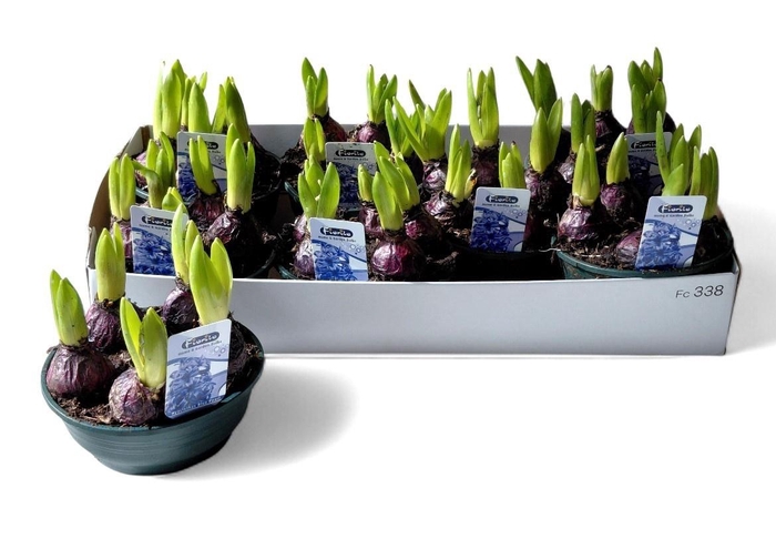 <h4>HYACIN BLUE PEARL</h4>