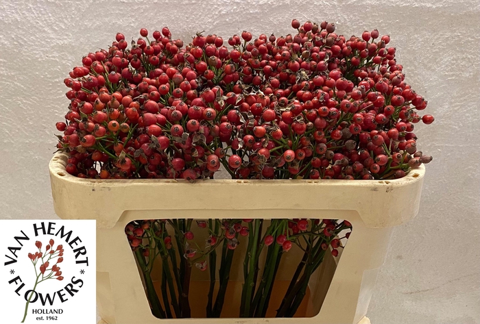 <h4>ROSA MAG SUNSET</h4>