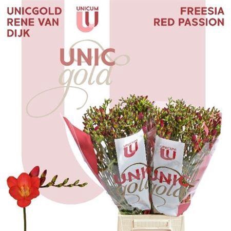 <h4>Fr En Red Passion</h4>