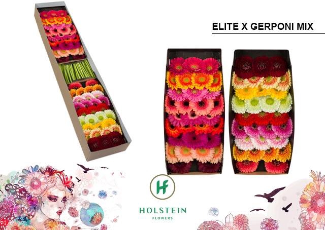 <h4>Germini Pomponi Mix Pomponi  Elite Doos</h4>