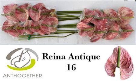 <h4>ANTH A REINA ANTIQUE X16</h4>