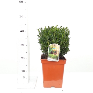 Buxus sempervirens 20cm kubus