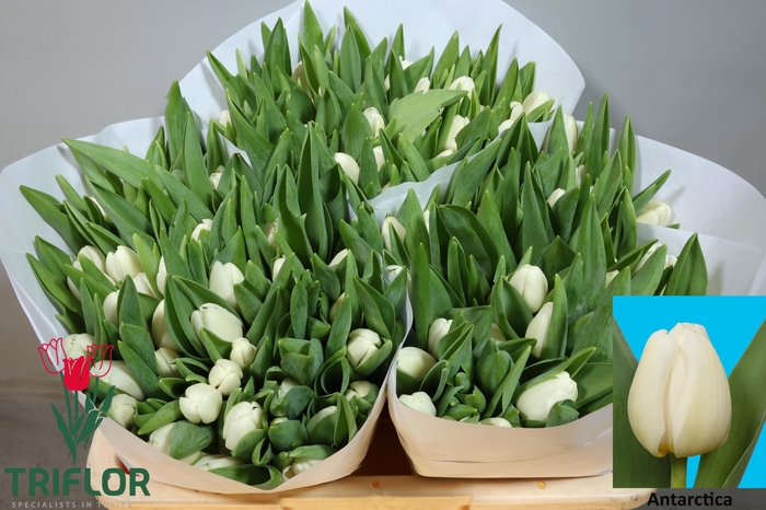 <h4>TU EN ANTARCTICA</h4>