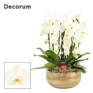 Aurelie cascade 6 tak symphony white (Deco-collection)