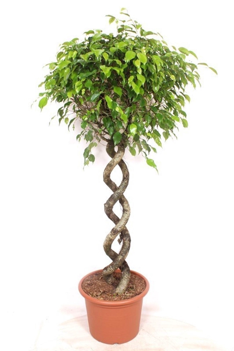 <h4>Ficus Exotica</h4>
