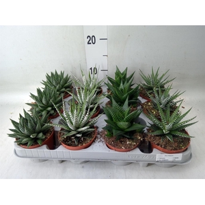 Haworthia   ...mix