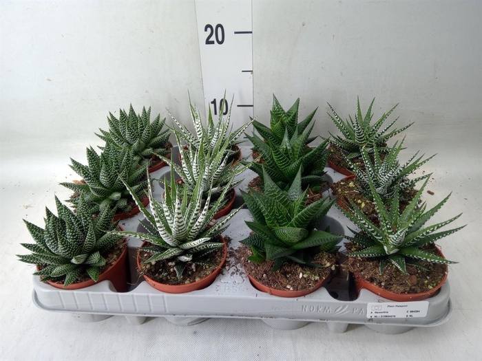 <h4>Haworthia   ...mix</h4>