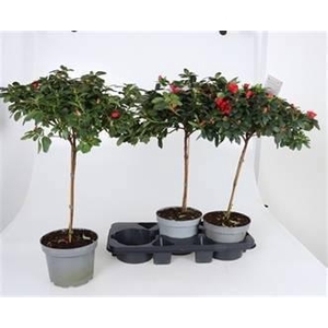 RHODO SI NORDL VOGEL