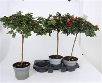 <h4>RHODO SI OV</h4>