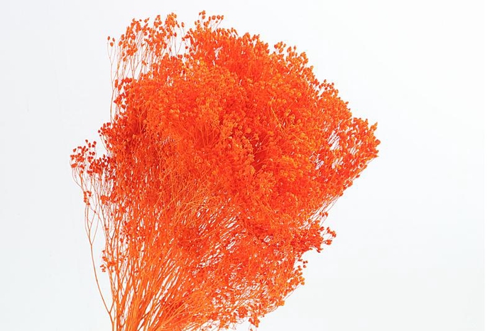 <h4>Broom Bloom Orange</h4>