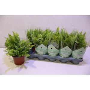 arr8 Nephr Ex Green Momen