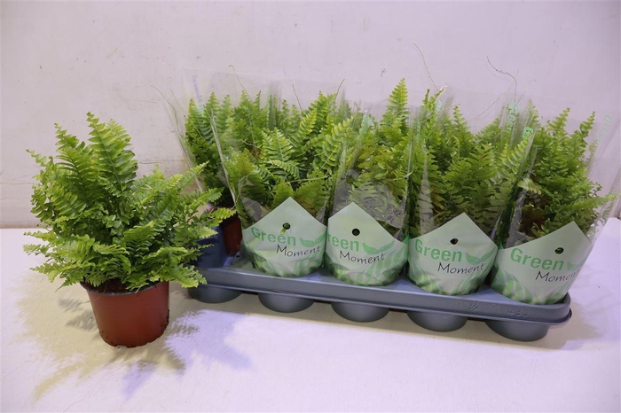 <h4>arr8 Nephr Ex Green Momen</h4>