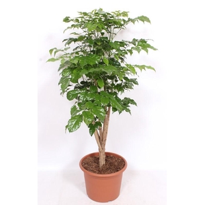 Radermachera hainanensis