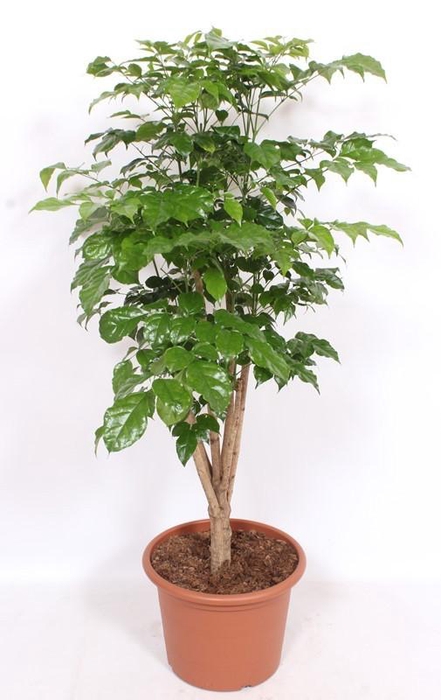 <h4>Radermachera hainanensis</h4>