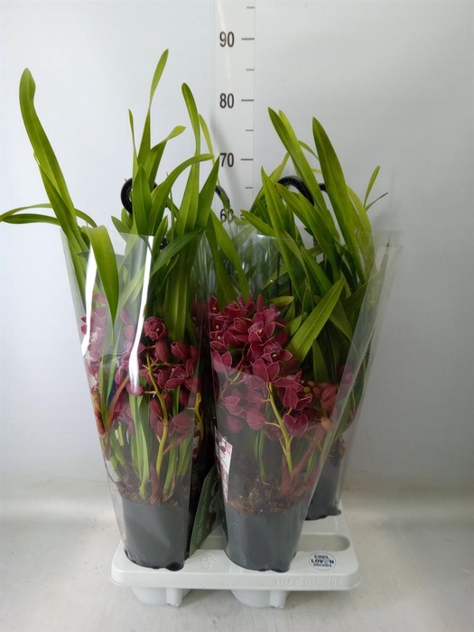 <h4>Cymbidium  'Karina'</h4>