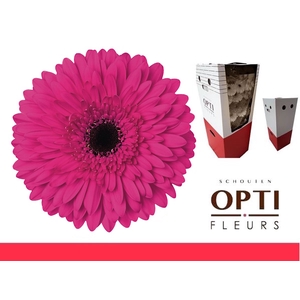 GE GR MADEIRA-AQ-Box