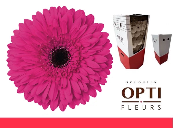 <h4>Gerbera Madeira Aquabox</h4>