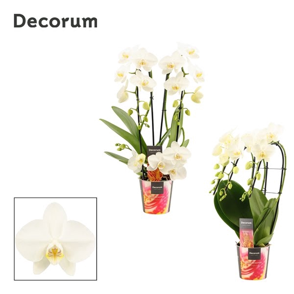 <h4>Phalaenopsis vormen mix 3 tak wit (Decorum)</h4>