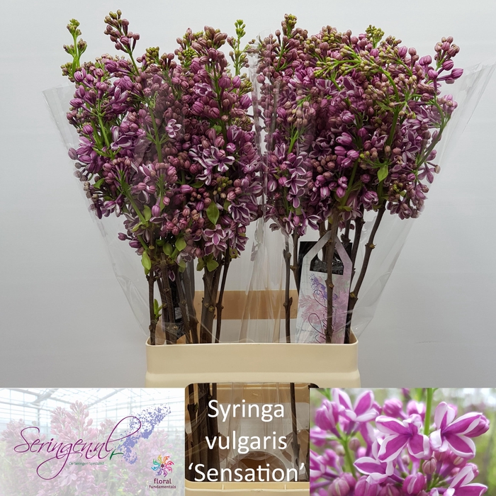 <h4>SYR V SENSATION</h4>