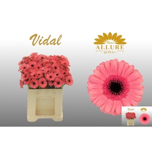 GE MI VIDAL