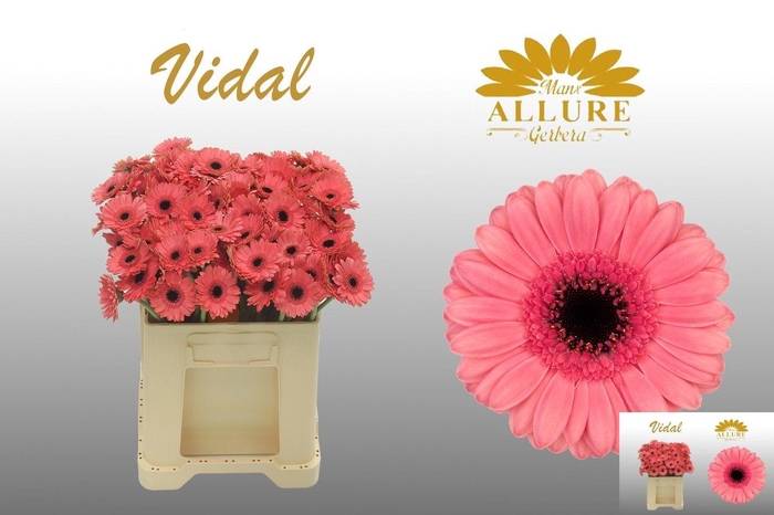 <h4>GE MI VIDAL</h4>