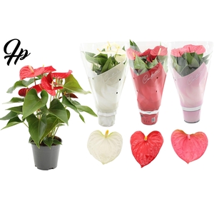 Anthurium 14 cm 3 color mix in Couture sleeve