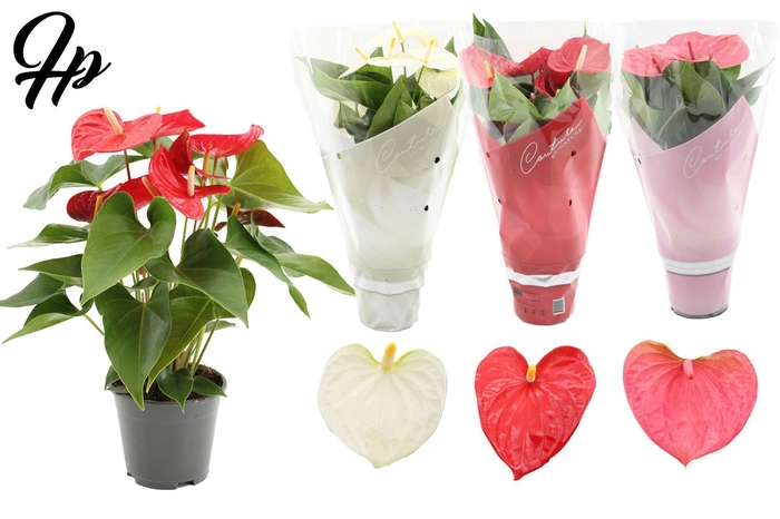 <h4>Anthurium 14 cm 3 color mix in Couture sleeve</h4>