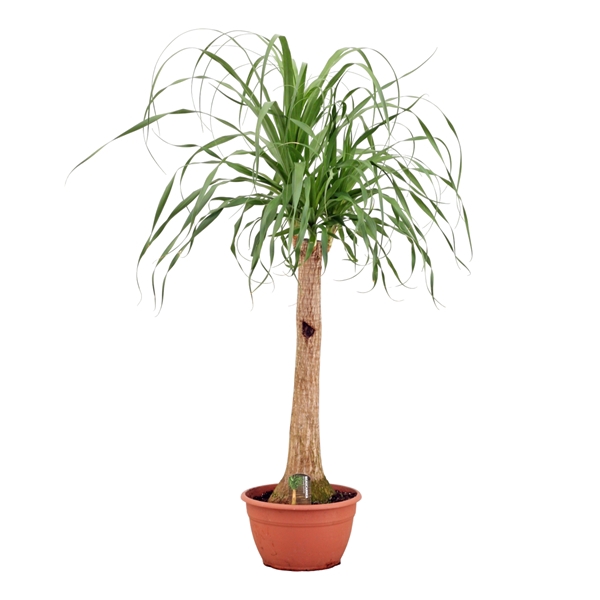<h4>Beaucarnea A2 recht 30 cm</h4>
