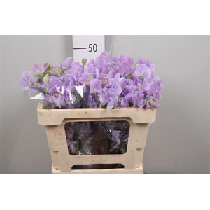 Lathyr Wi Suns Laven