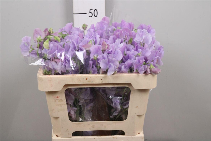 <h4>Lathyr Wi Suns Laven</h4>