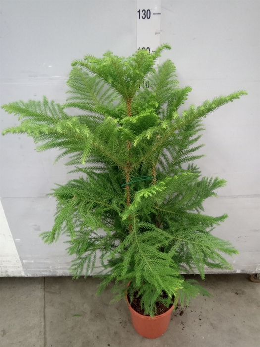 <h4>Araucaria heterophylla</h4>