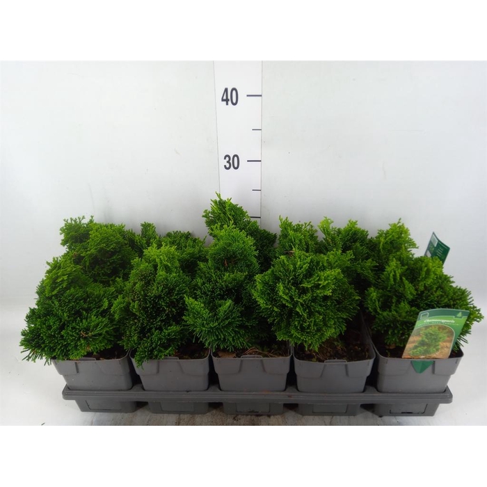 <h4>Chamaecyparis obt. 'Nana Gracilis'</h4>