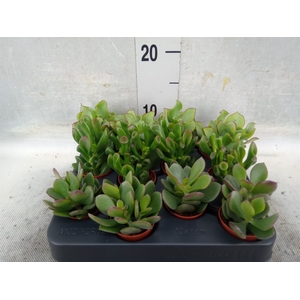 Crassula   ...mix