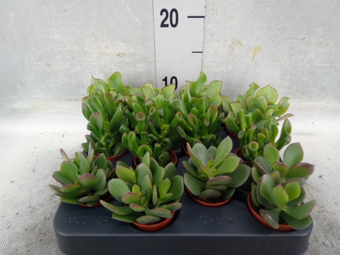 Crassula   ...mix