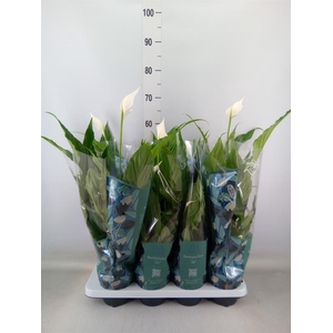 Spathiphyllum  'Sweet Chico'