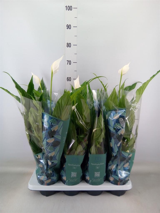 <h4>Spathiphyllum  'Sweet Chico'</h4>