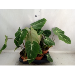 Philodendron   ...