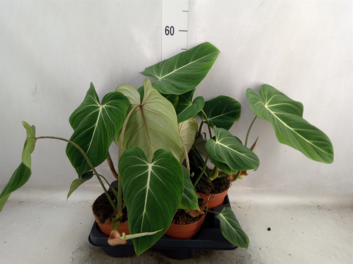 <h4>Philodendron   ...</h4>