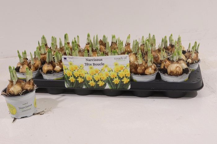 <h4>NARC D TETE BOUCLE</h4>