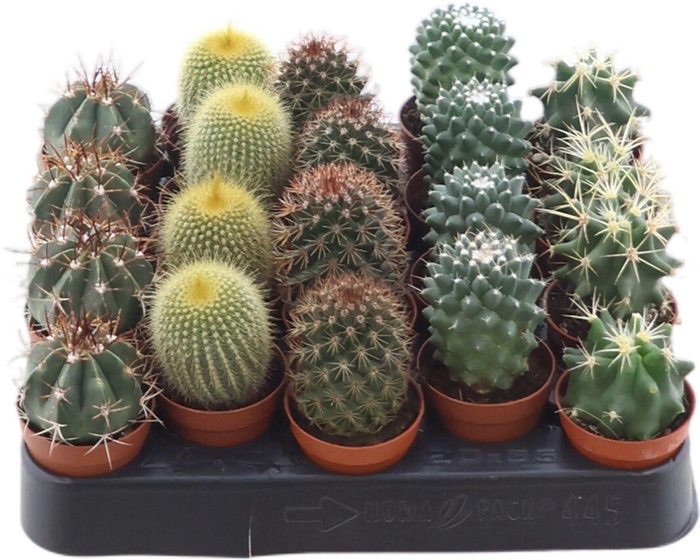 <h4>Cactus Gemengd Bol</h4>