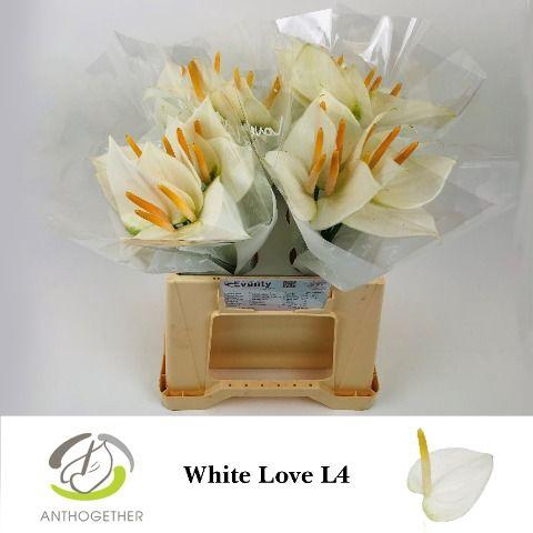 <h4>Anthurium White Love</h4>