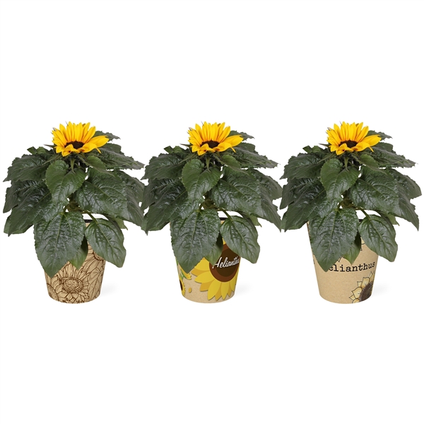 <h4>Helianthus 'Sunsation' in Smartcup Sunny</h4>